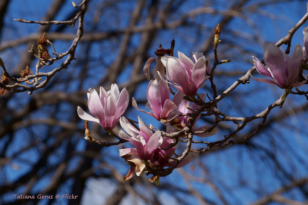 Magnolia in Orange, NSW Magnolia x soulangeana Flickr