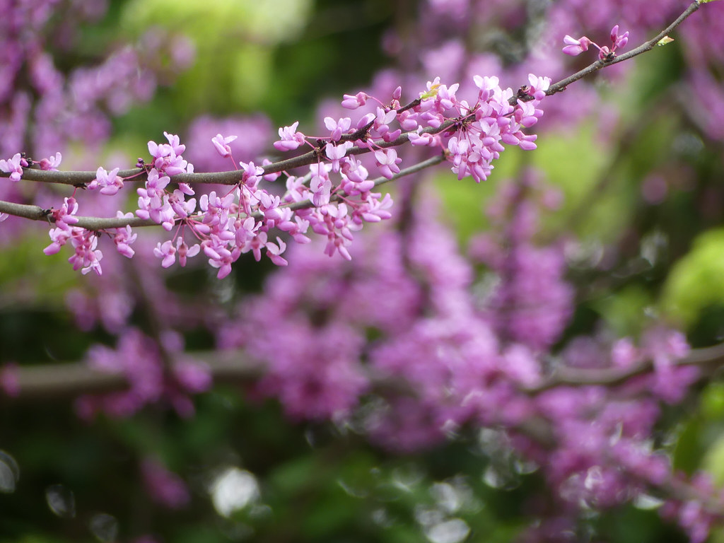 Newnan Heritage Photo Flickr