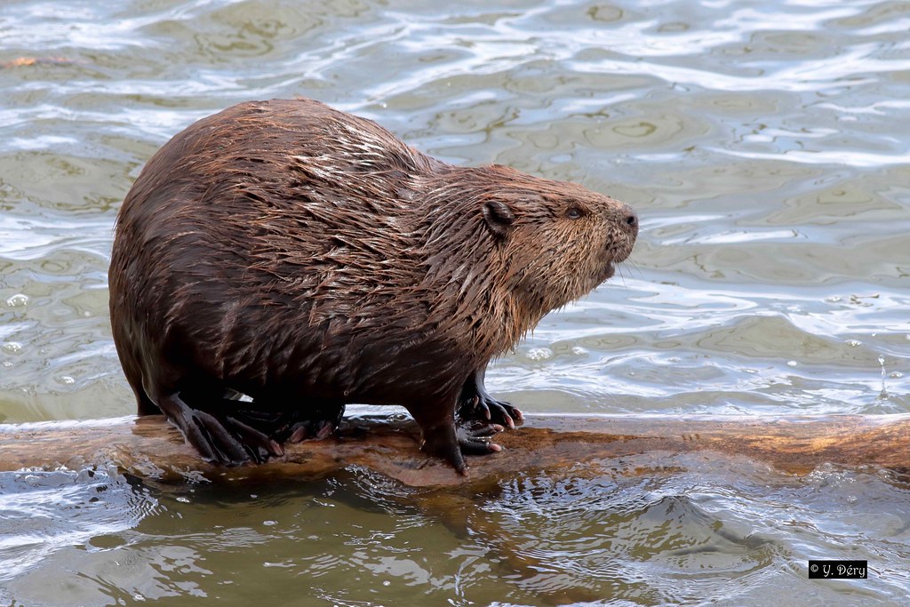 Castor du Canada / American Beaver / Castor canadensis Flickr