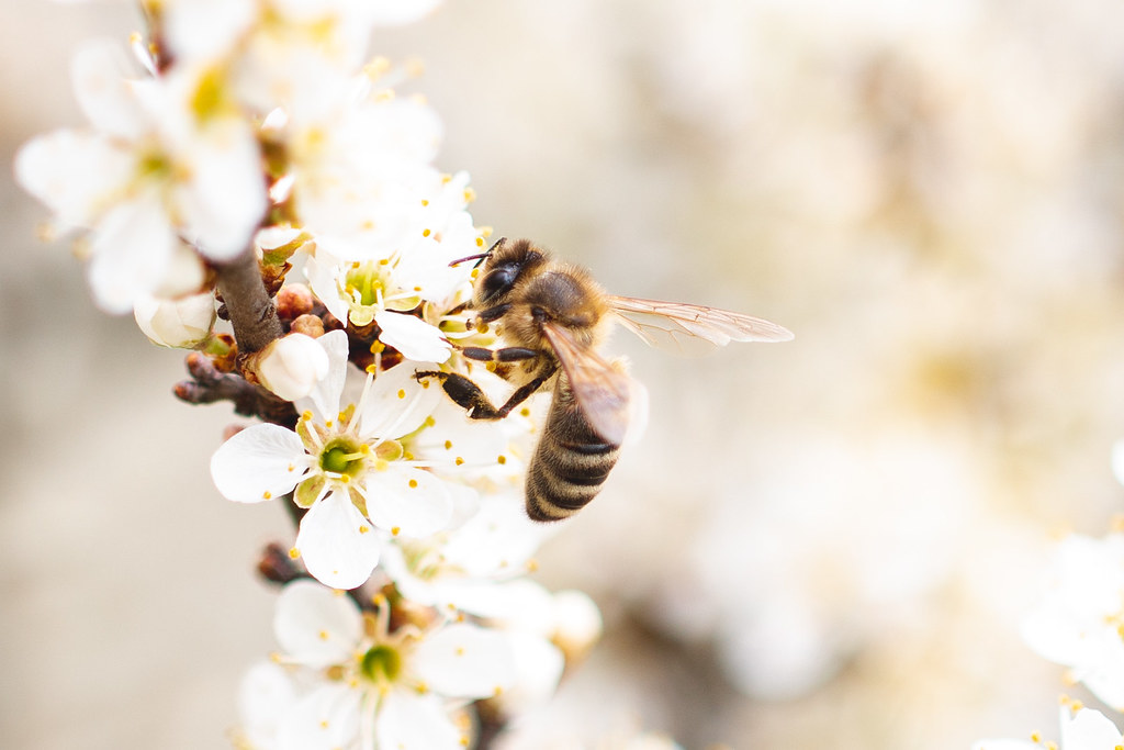 honey bee dream Christian ±π Flickr