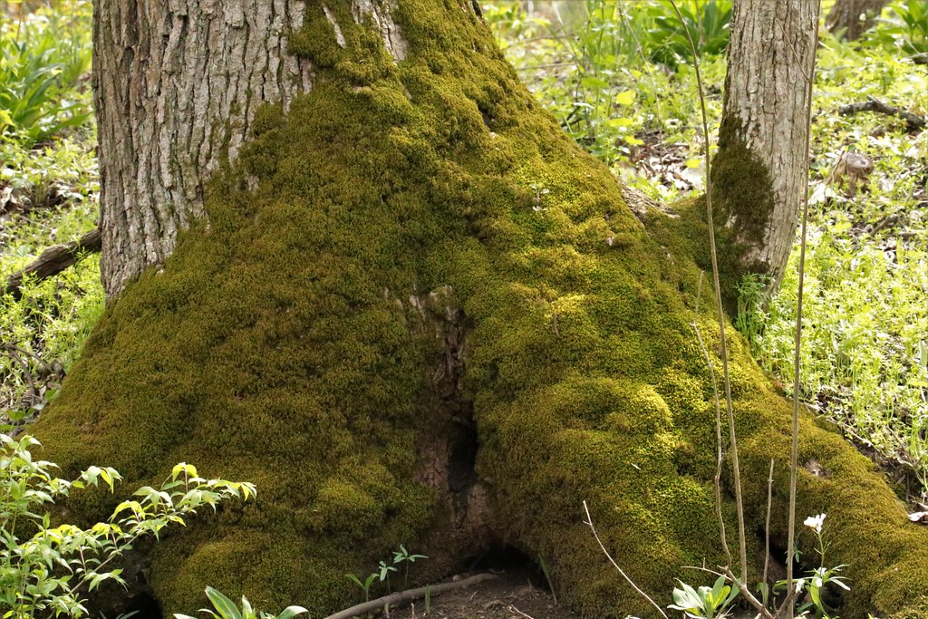 Old Tree Covered in Moss Orland Park Birdie Girl Flickr