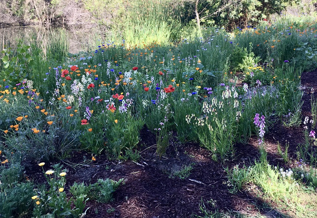 Flowers Huntington Central Park, Huntington Beach, Calif… Flickr