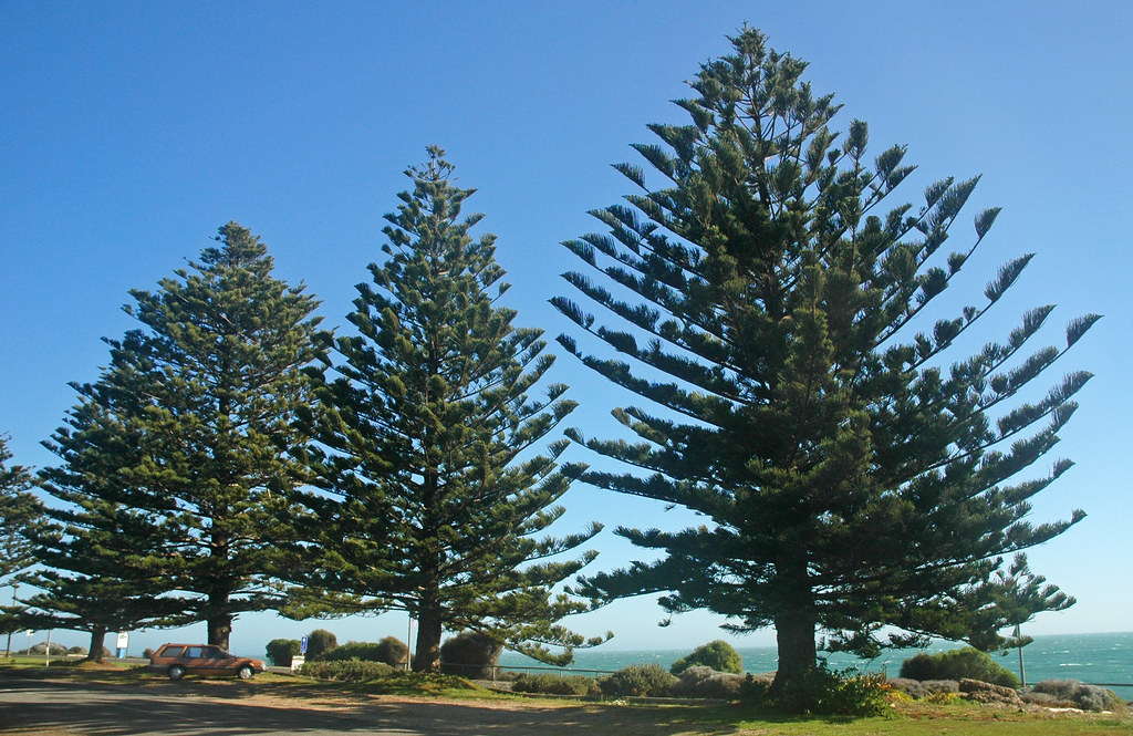 Araucaria heterophylla (Norfolk Island pine trees) (Kangaroo Island