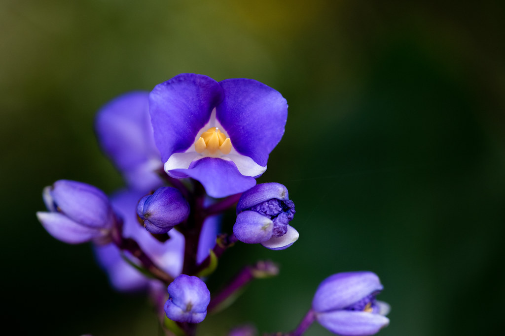 Ginger Opening Purple Ginger (which is not truly a ginger … Flickr