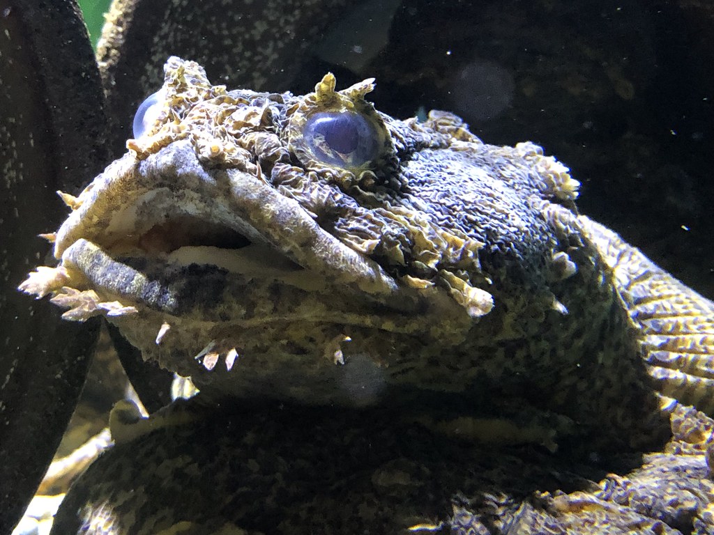 Woods Hole Science Aquarium Woods Hole, Mass. Todd Van Hoosear Flickr