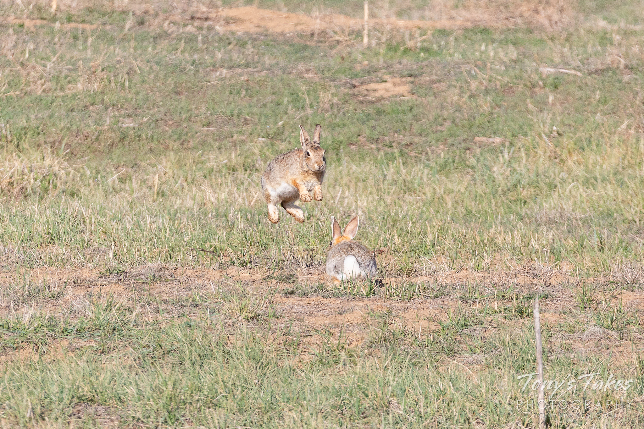Flying rabbits! Tony's Takes Photography