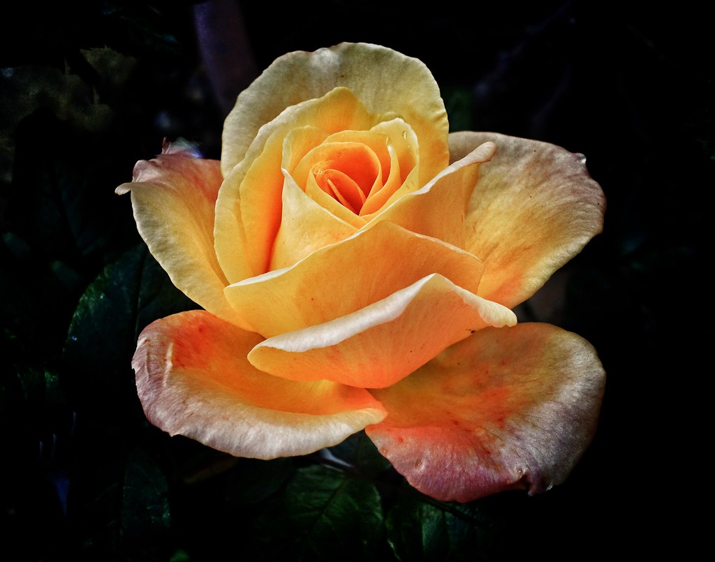 rose for today.... wilson imrie Flickr