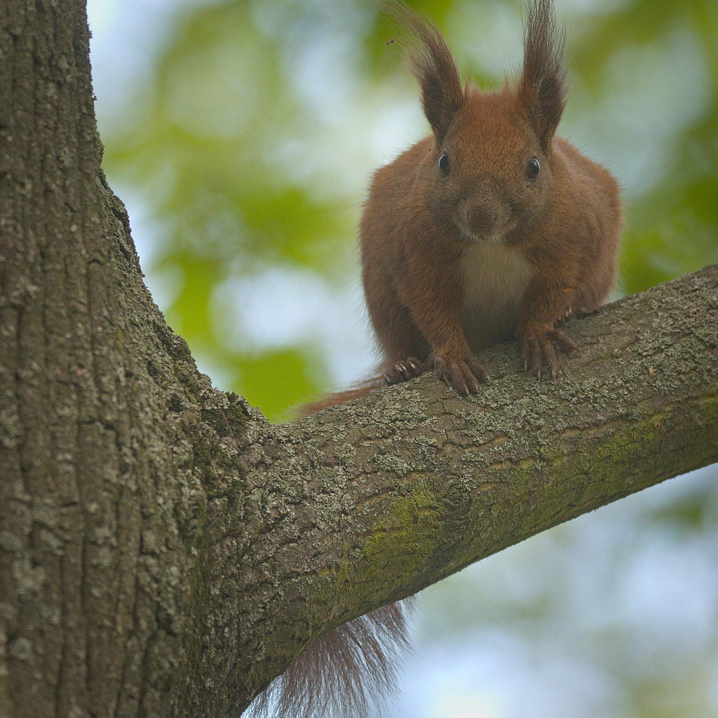 Red squirrel Red squirrel (Sciurus vulgaris) looking at a … Flickr