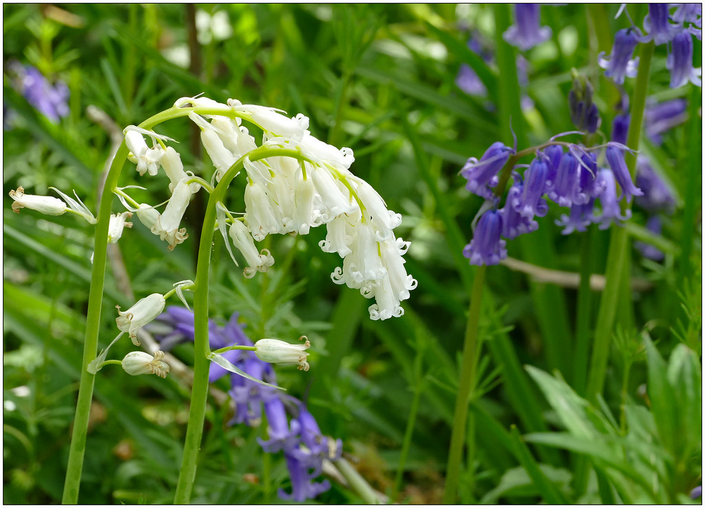 Blue and White A walk in Shenley Wood, MK. 1 of 3. Don Byatt Flickr