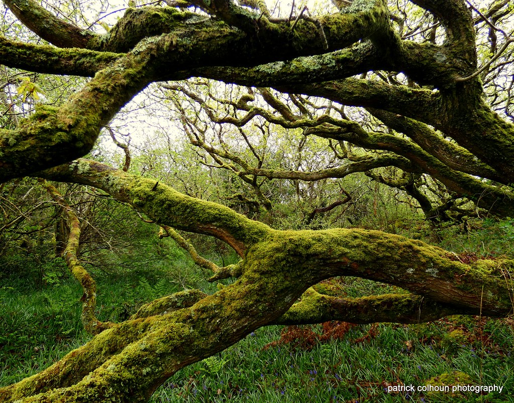 woodland old trees in a local woods,buncrana county donega… patrick