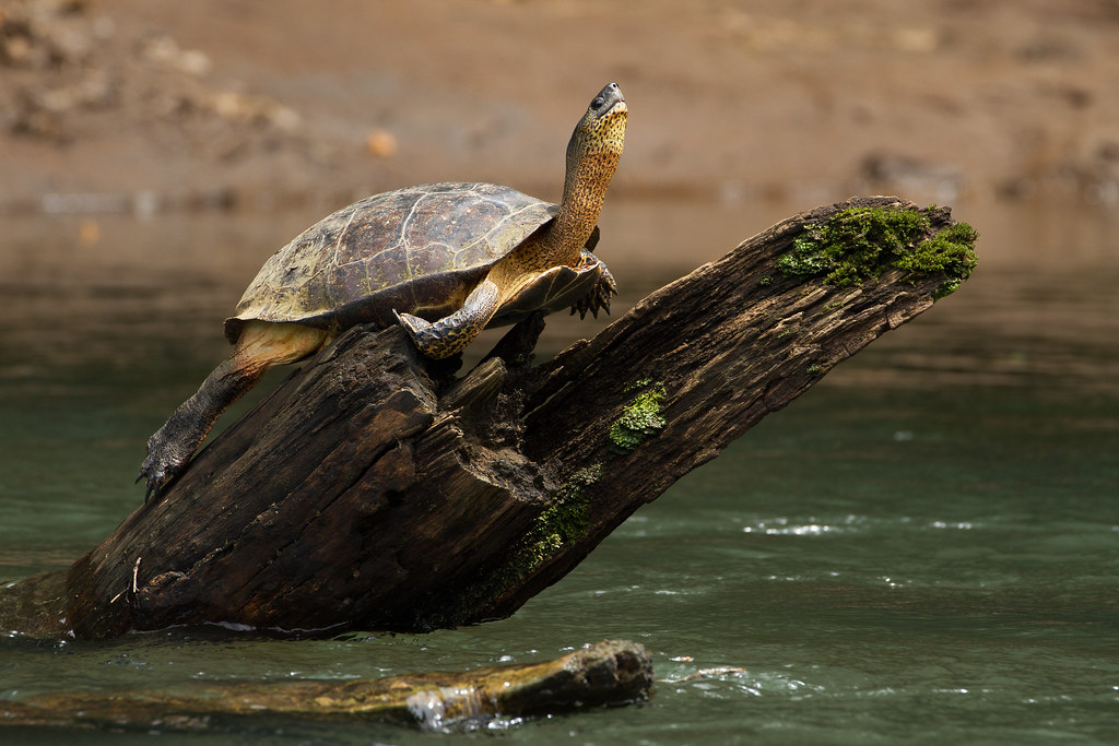 A black river turtle doing yoga, first thing in the mornin