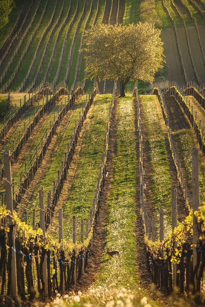 Fairytale vineyard Martin Jurák Flickr