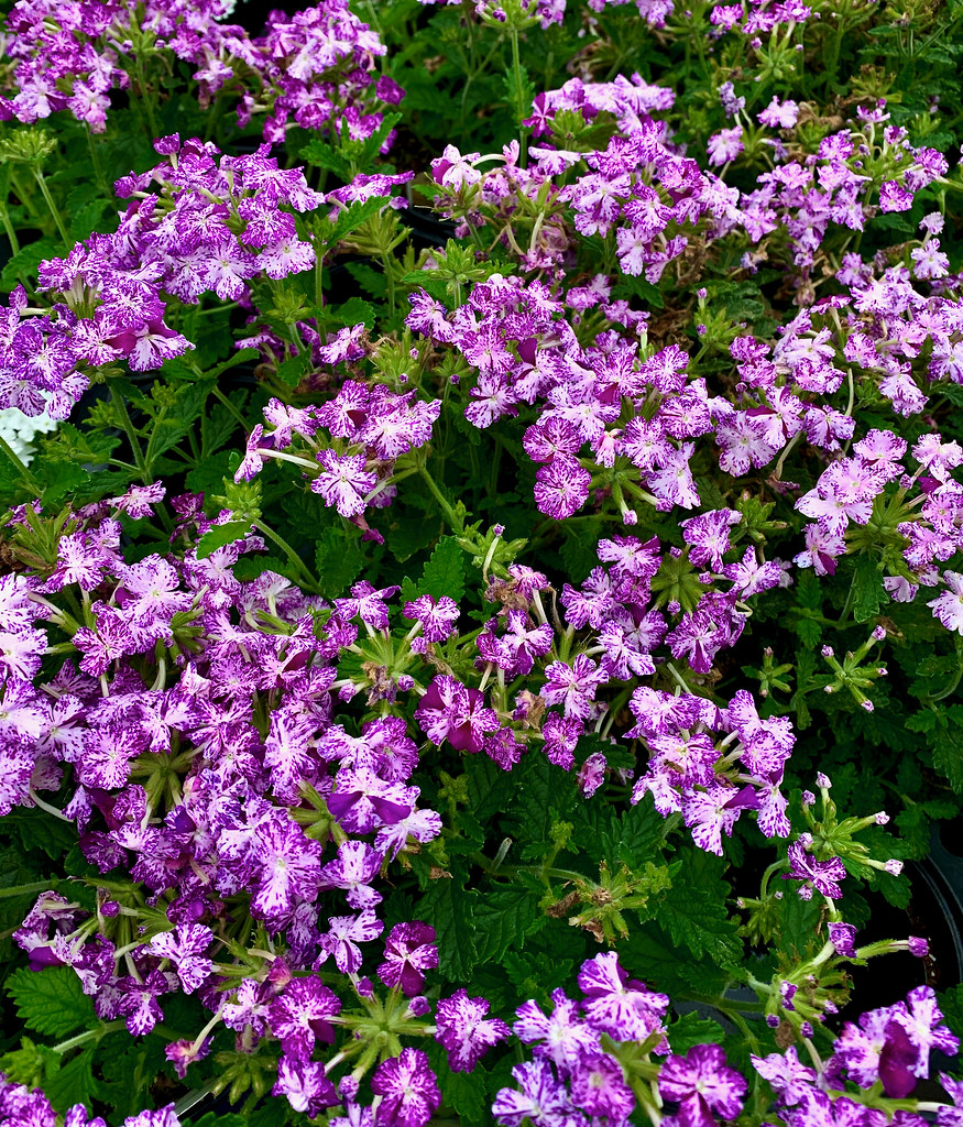 My dog, Sam, eats purple flowers F Delventhal Flickr