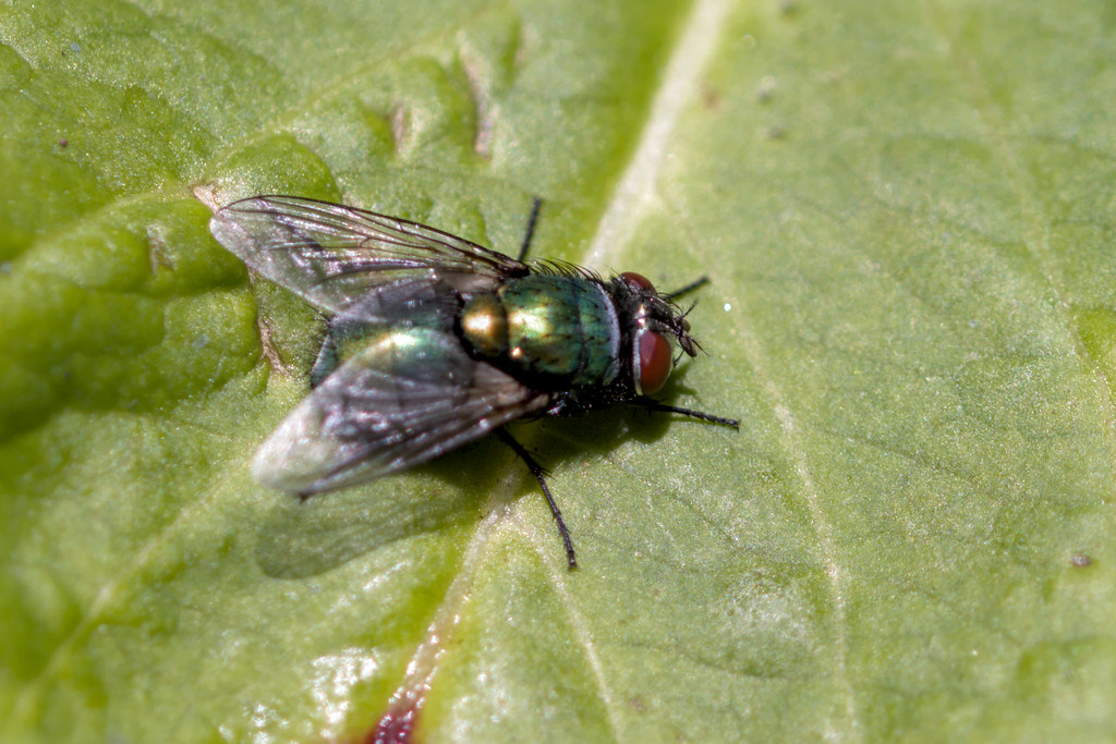 Fly in our garden Fly in our garden Paul M Flickr