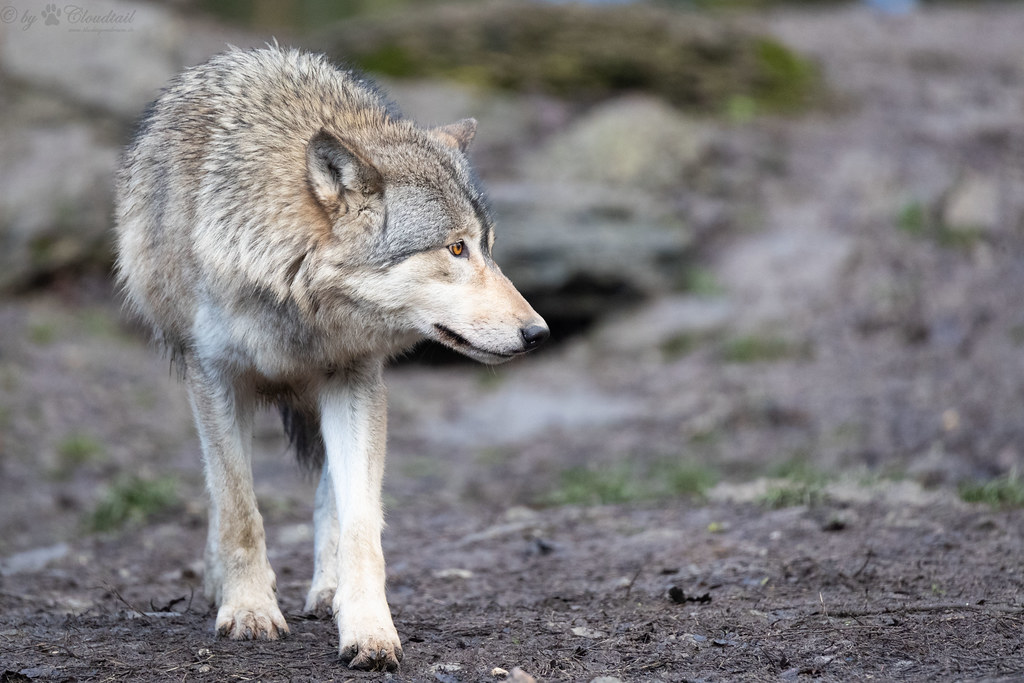 eastern timber wolf A picture of a eastern timber wolf Cloudtail
