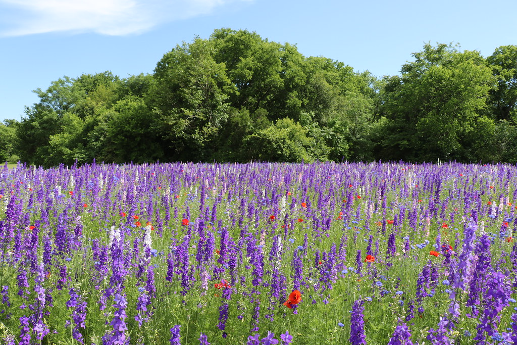 Texas Wildflowers among trees Crowley Park in Richardson, … Flickr