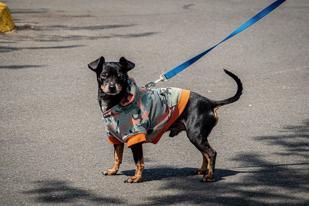 Mobile Pet Food Bank Steve Cox Memorial Park King County Parks Your