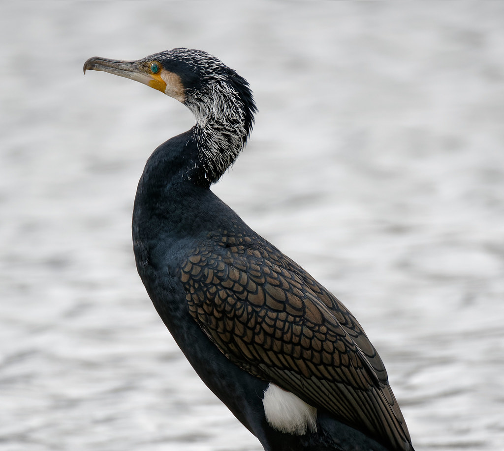 Cormorant in evening light 10 Another photo of this seri… Flickr