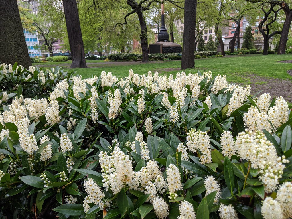 7 Plants That Attract Bluebirds [Grow These at Home] Bluebird Landlord