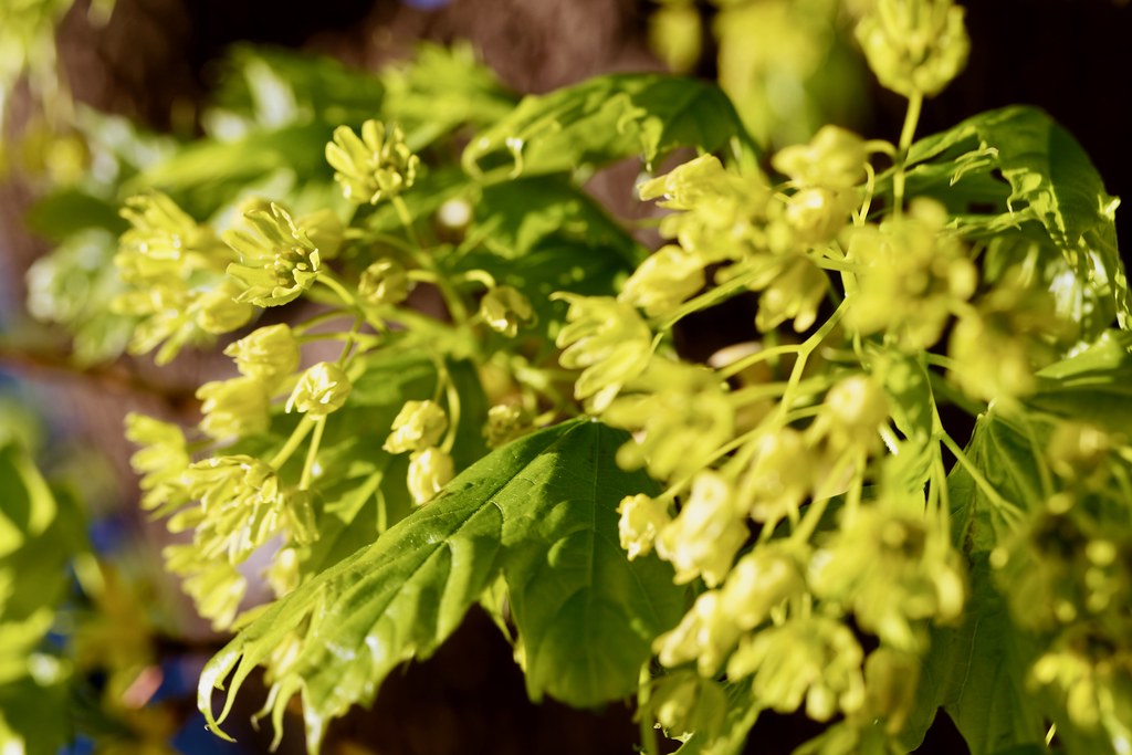 Maple Blossoms in Madison Skylar Primm Flickr