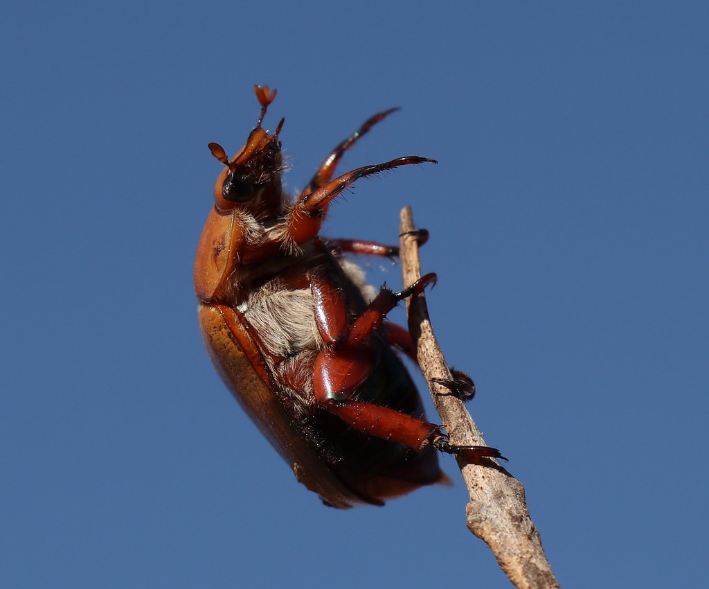 Poledancer Christmas Beetle finding the end of a twig. Owe… Flickr