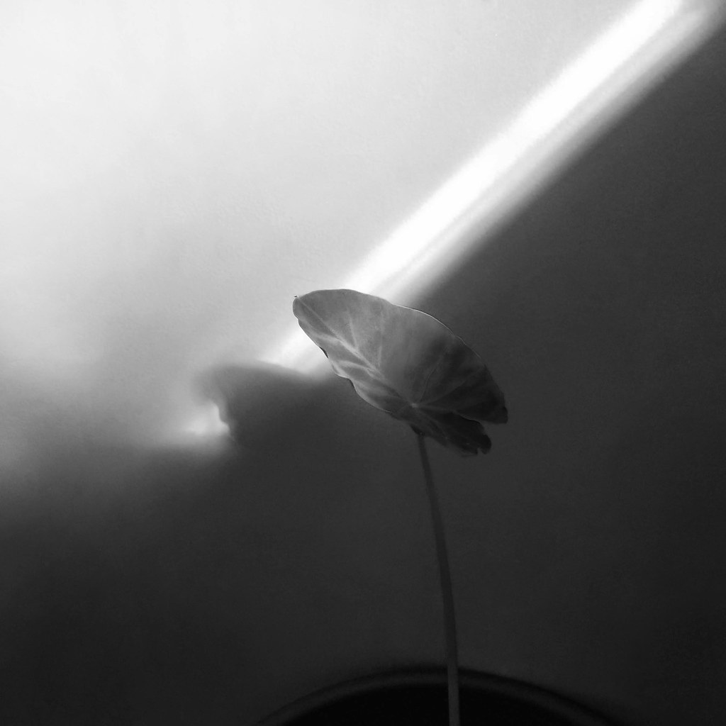 Morning light Photography is a great uniter of countries, … Flickr