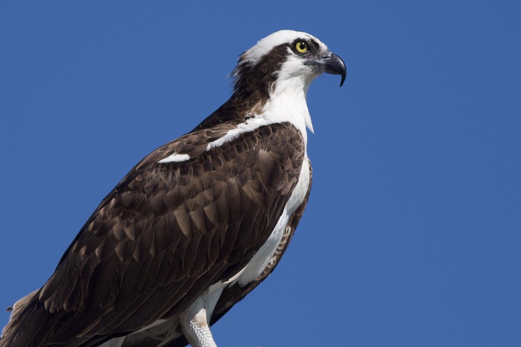 Osprey Osprey Florida No postprocessing done to photo, on… Flickr