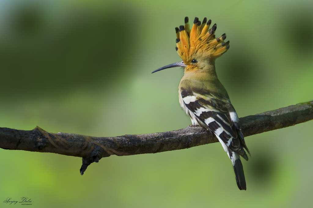 Common Hoopoe Common Hoopoe Picture Location Bandhavgad, … Flickr