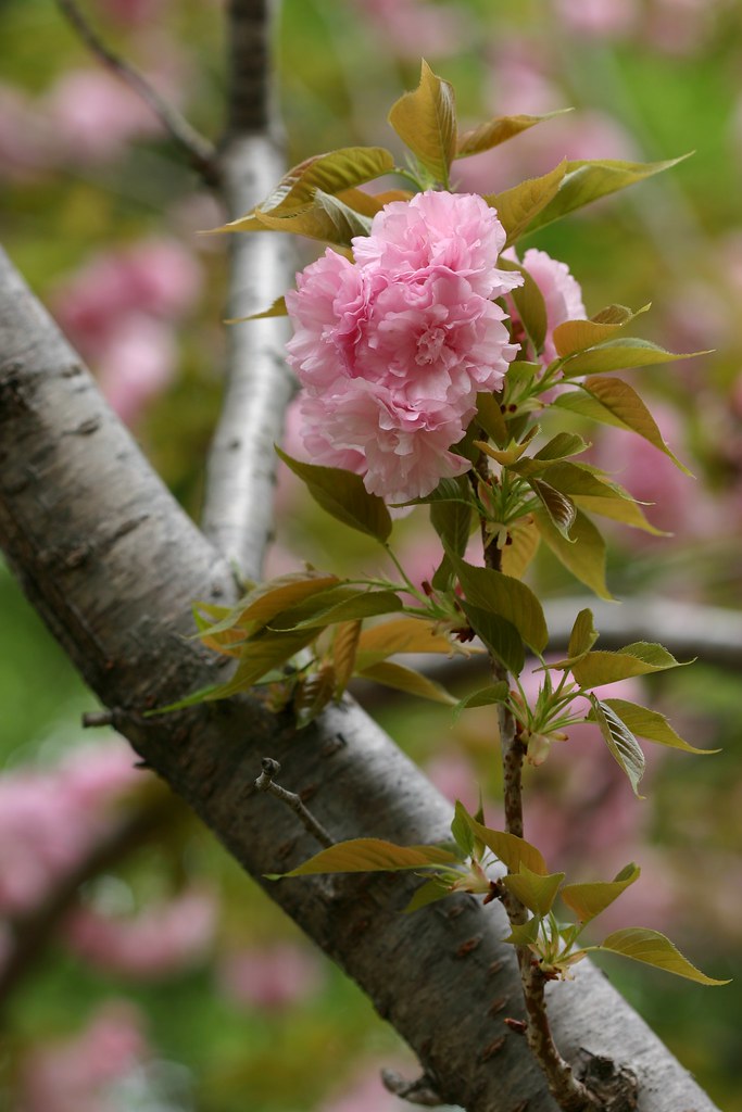 Cherry Blossoms Fort Worth Botanic Garden, Fort Worth, TX … Crystal