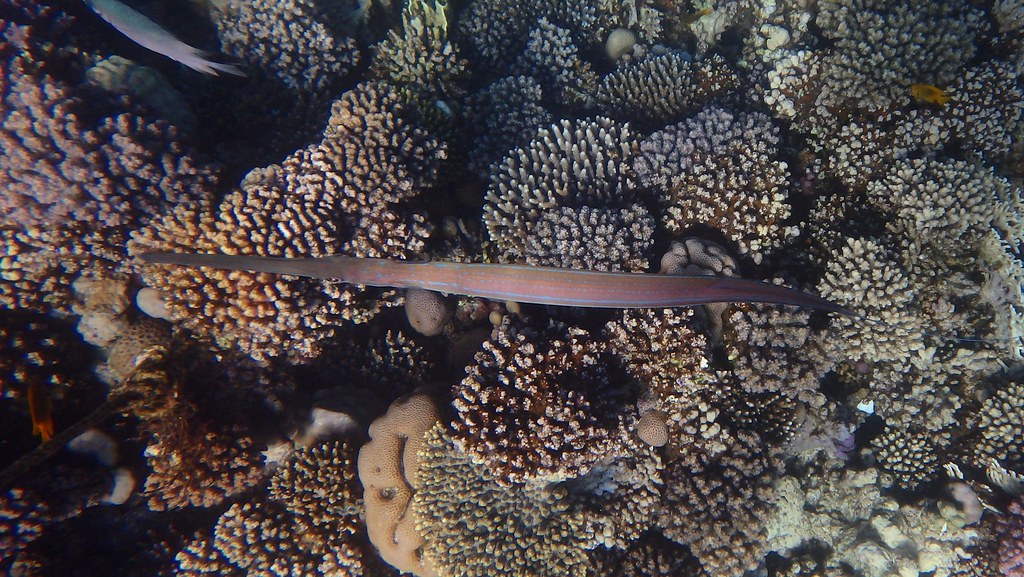 The bluespotted Beautiful red sea lee woods Flickr