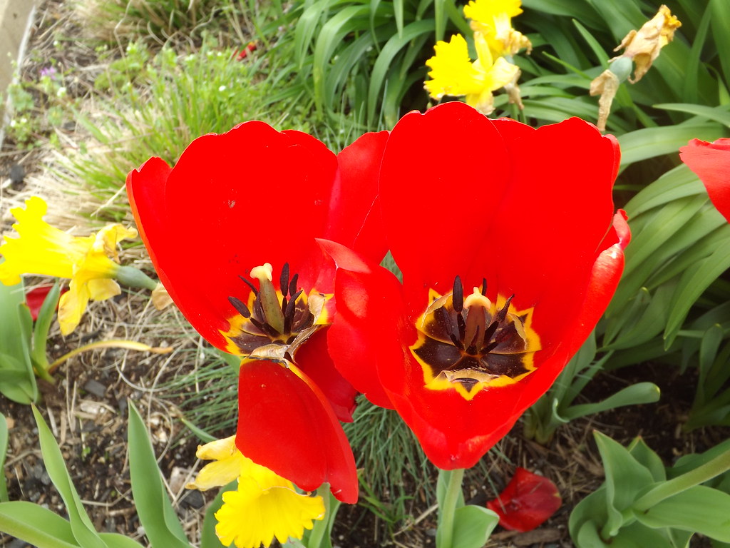 Colorful Flowers, Jersey City, New Jersey Colorful Flowers… Flickr