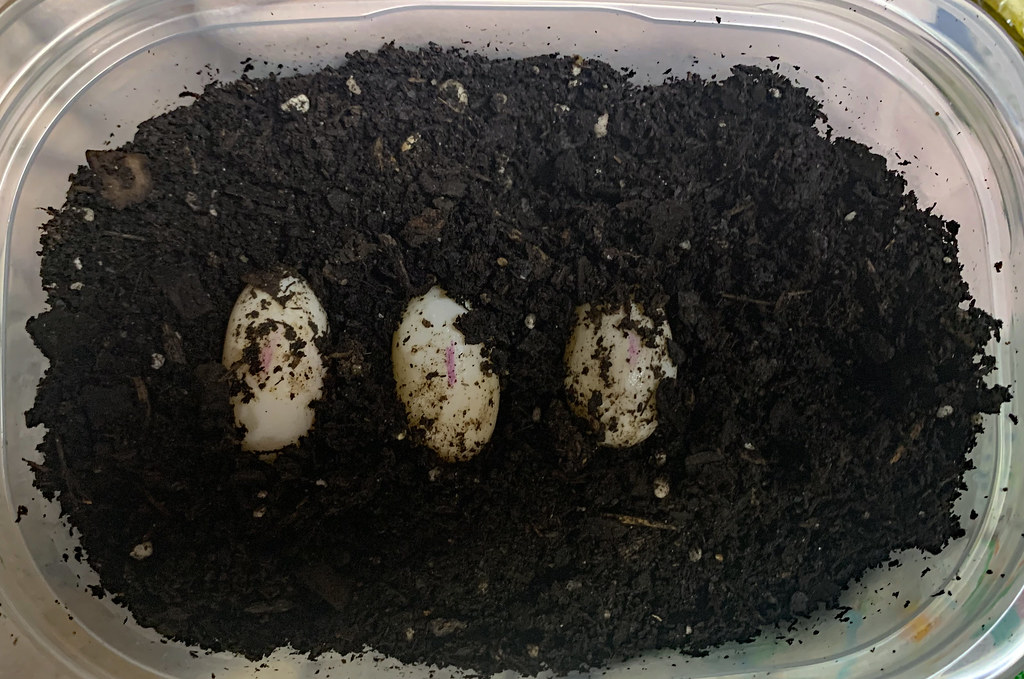 Box Turtle Eggs! MAYBE Ken & I are going to be turtle pare… Flickr