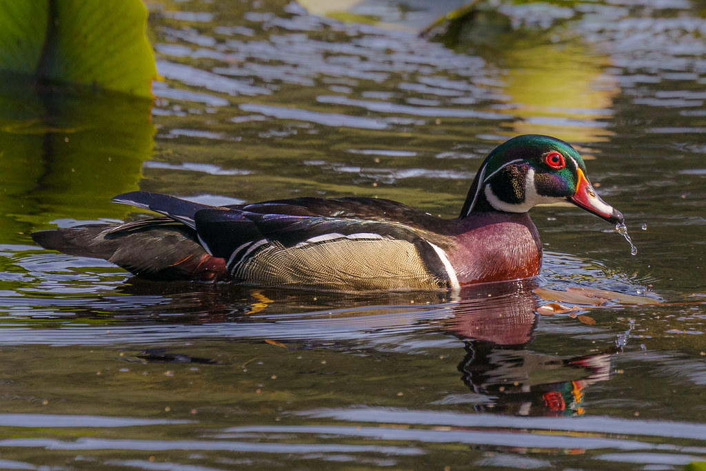Wood Duck Beaver Lake Preserve Jim Luginbuhl Flickr