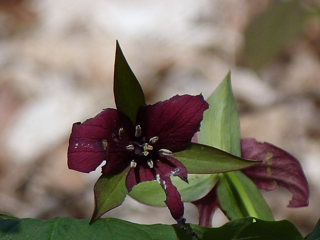 WILDFLOWERS OF BESTVIEW PARK, TORONTO, ON 2020 to PRESENT Flickr