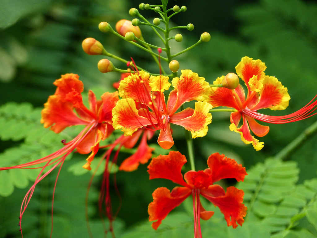 Dwarf Poinciana a photo on Flickriver