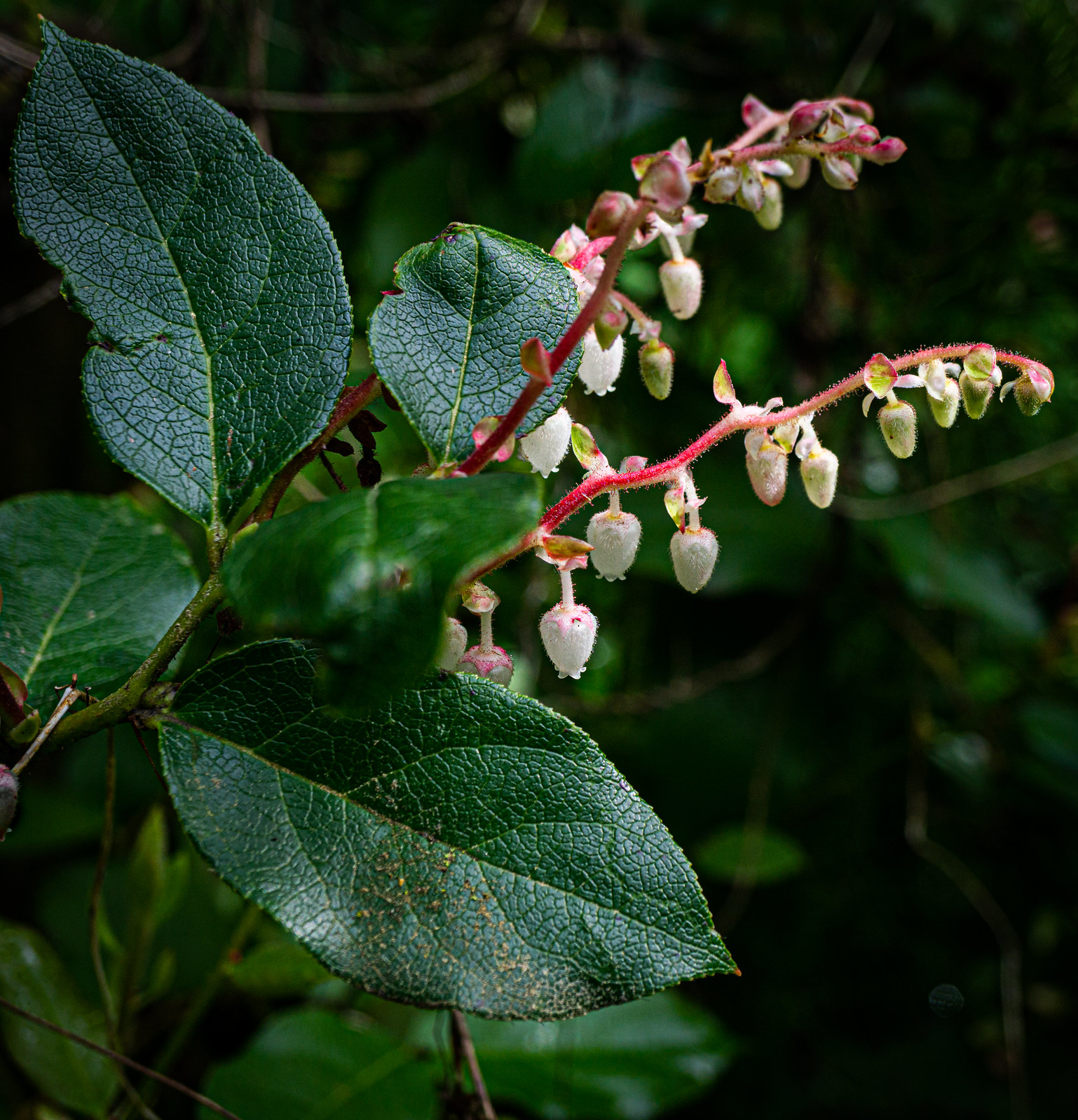 Pacific Northwest Native Plants Flickr