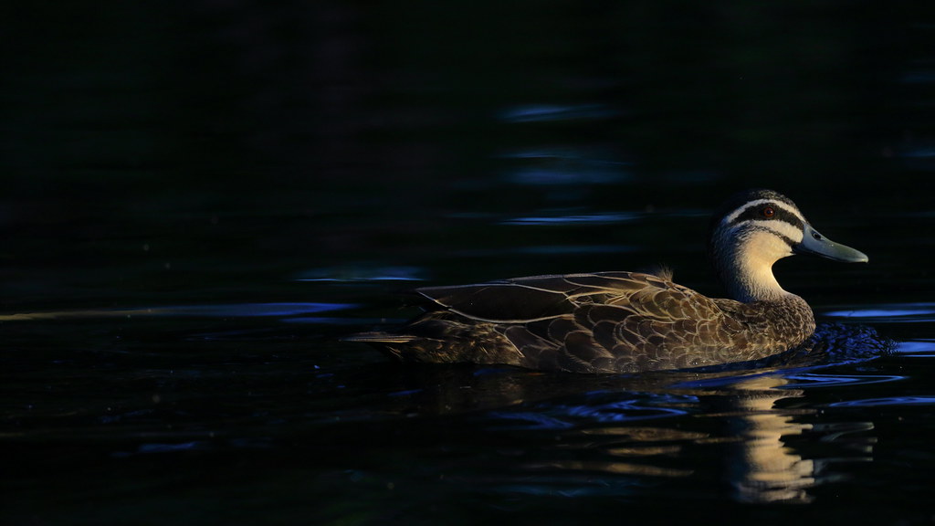 Pacific Black Duck Lake Wendouree. Ballarat. Ed Dunens Flickr