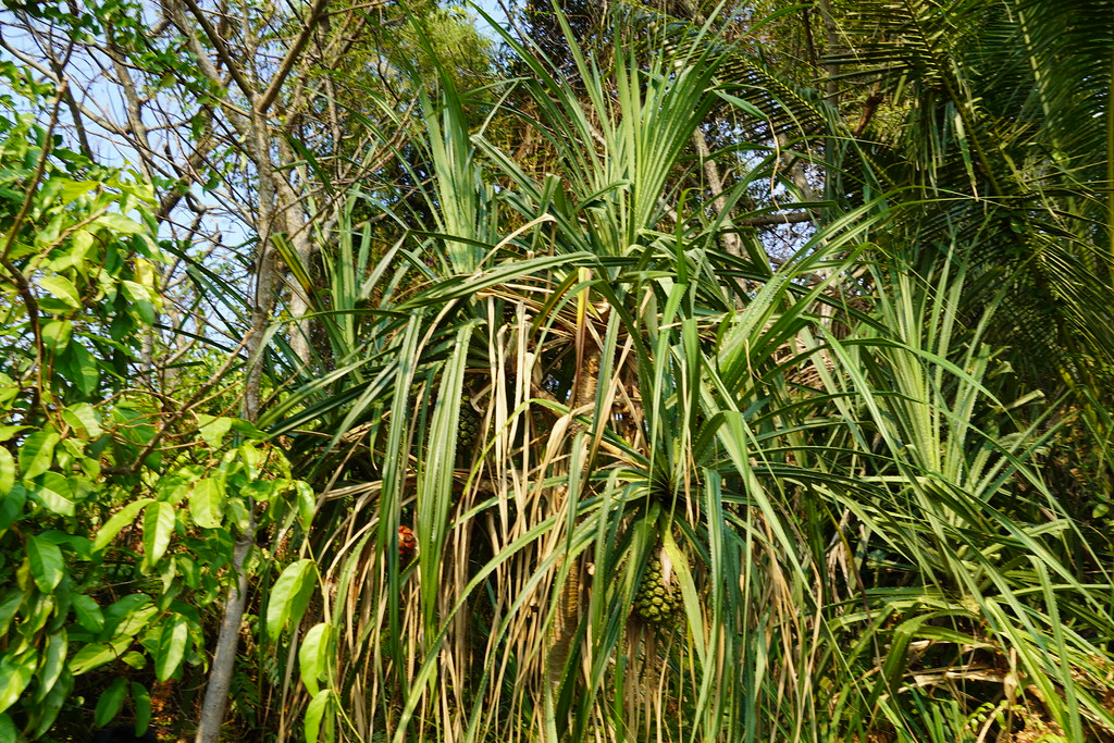 Pandanus odorifer Fragrant Screwpine; Pandanaceae. If you'… Flickr
