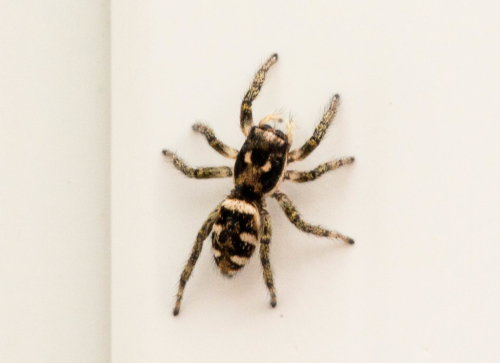 Common Zebra Spider? Tentative ID as Salticus scenicus c… Flickr