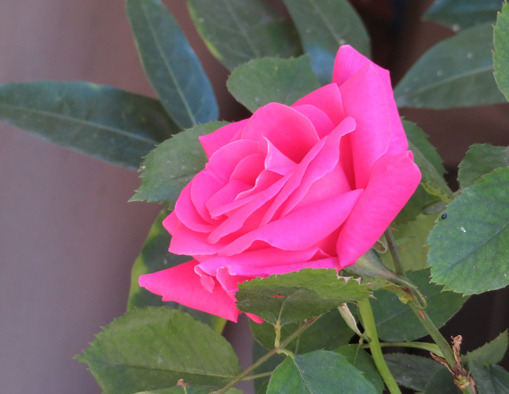 “A profusion of pink roses bending ragged in the rain spe… Flickr