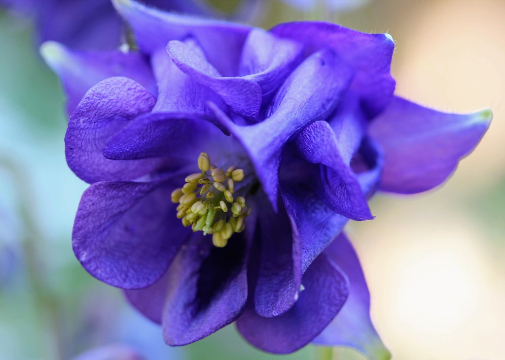 Captivating Columbine Every year my Columbine flowers retu… Flickr