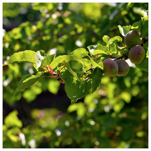 apricots coming in just the one something Flickr