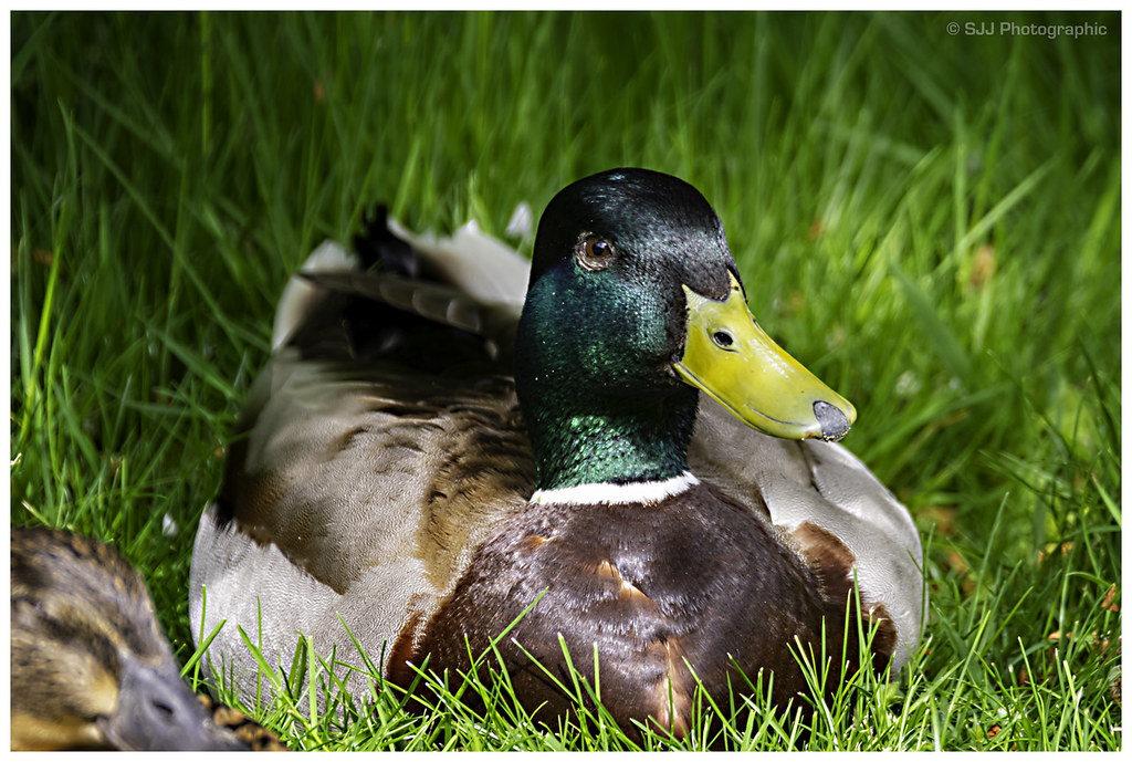 Garden Duck (Male) More ducks under the Appletree Steve Jelly Flickr