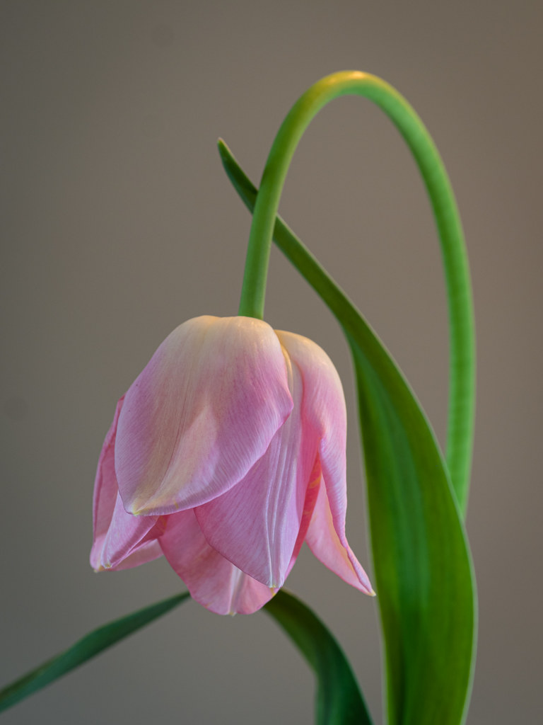 Droop Cut flowers need water. It bounced back in 5 minutes… Flickr