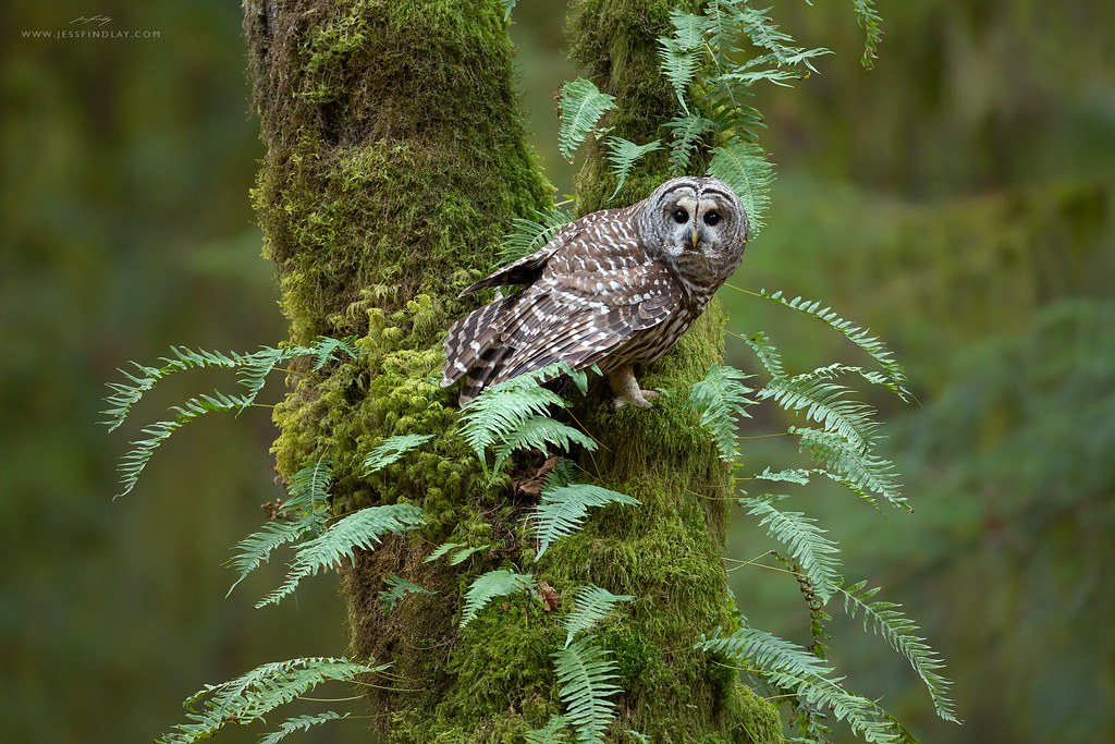 Barred Owl In the temperate rainforest of southwestern Bri… Flickr