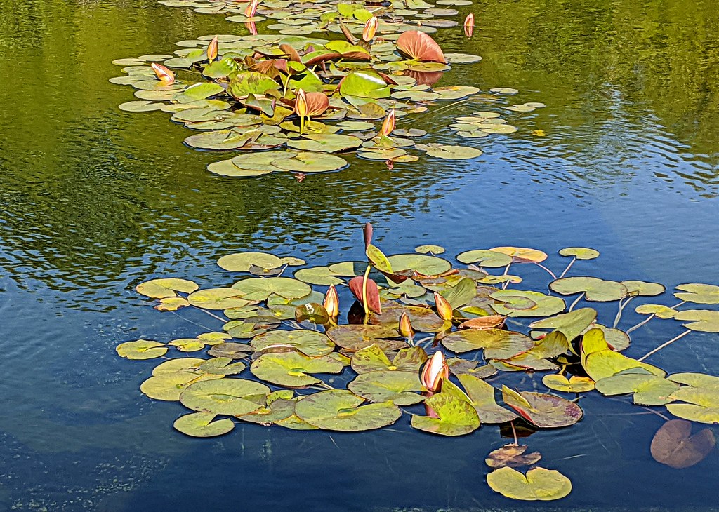 Water Lilies NCMA Raleigh NC 085317 bobistraveling Flickr