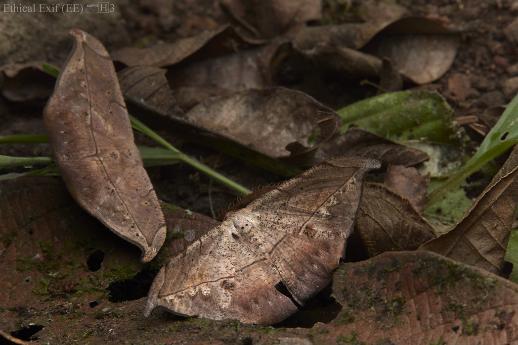 Dead leaf mimicking moth (Epitausa sp.) Photo from Mindo c… Flickr