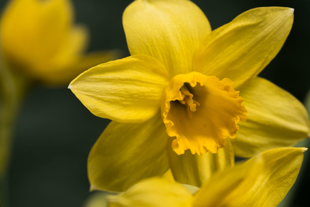 narcissus_3071 First narcissus of the year. Bill Quayle Flickr