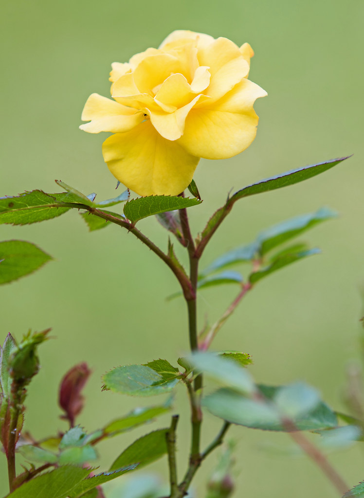 Yellow Patio Rose Yellow Patio Rose Richard Baldwin Flickr