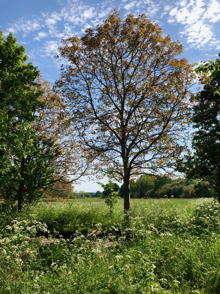Pinkneys Green, Maidenhead Pinkneys Green such a treat to … Flickr